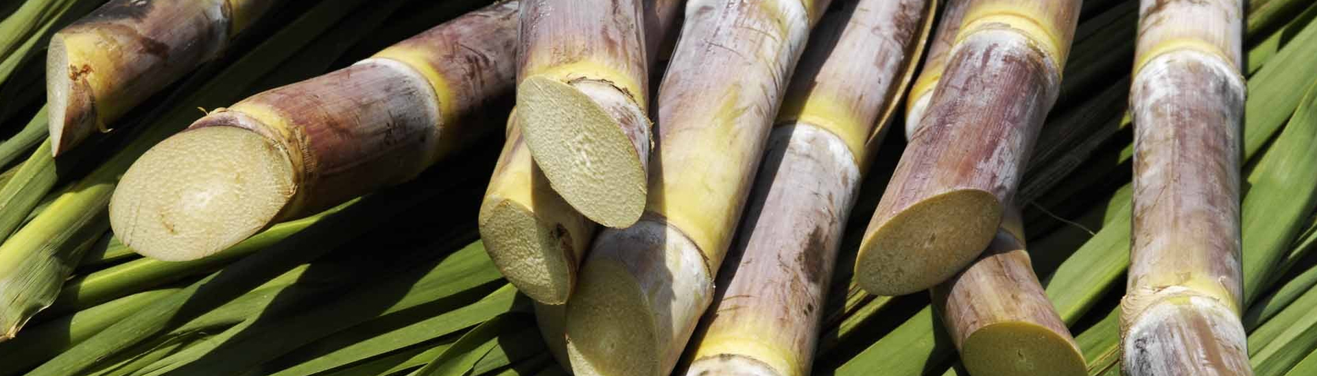 SUGARCANE BASED